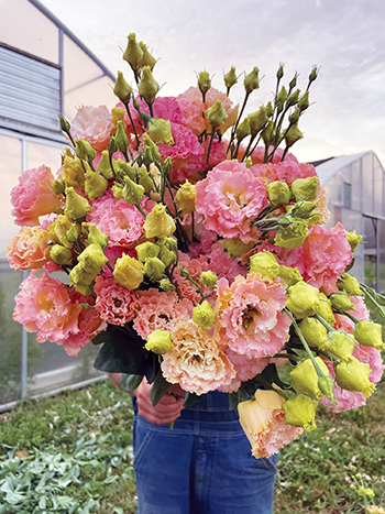 Planning and starting lisianthus from seed